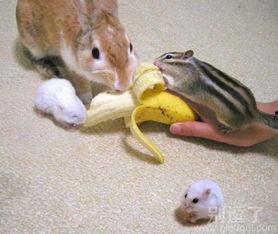 搞笑兔子第零版,萌宠界的喜剧之王，第零版欢乐来袭！